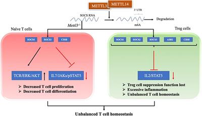 RNA Methylation in Systemic Lupus Erythematosus